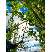 Teleszkópos ágvágó olló 650-975 mm, PP+TPR nyéllel (6 db) náhled