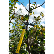 Teleszkópos ágvágó olló 650-975 mm, PP+TPR nyéllel (6 db) náhled