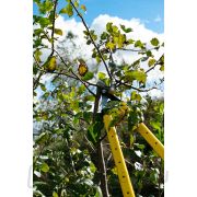 Teleszkópos ágvágó olló 650-975 mm, PP+TPR nyéllel (6 db) náhled